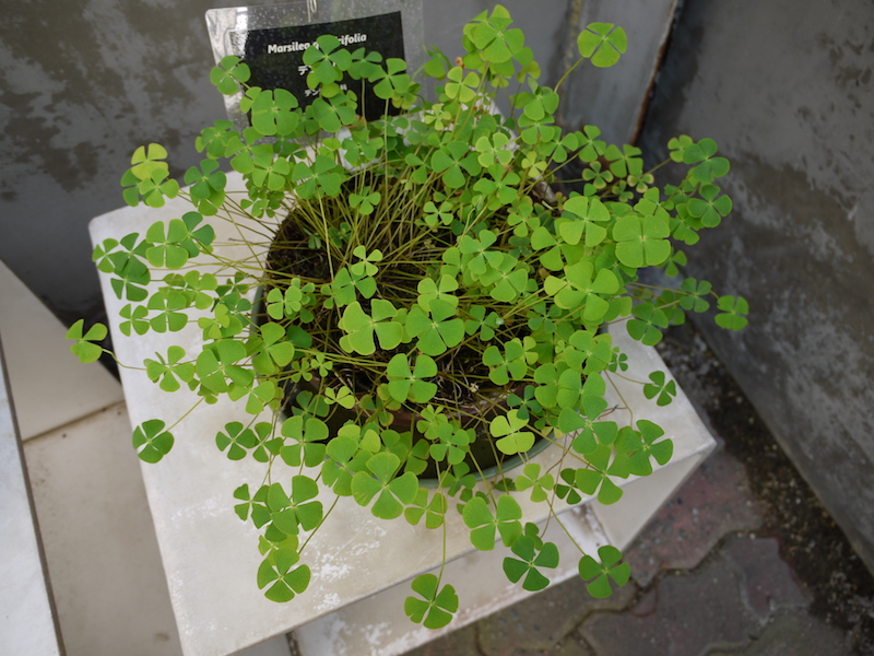 デンジソウ(Marsilea quadrifolia)