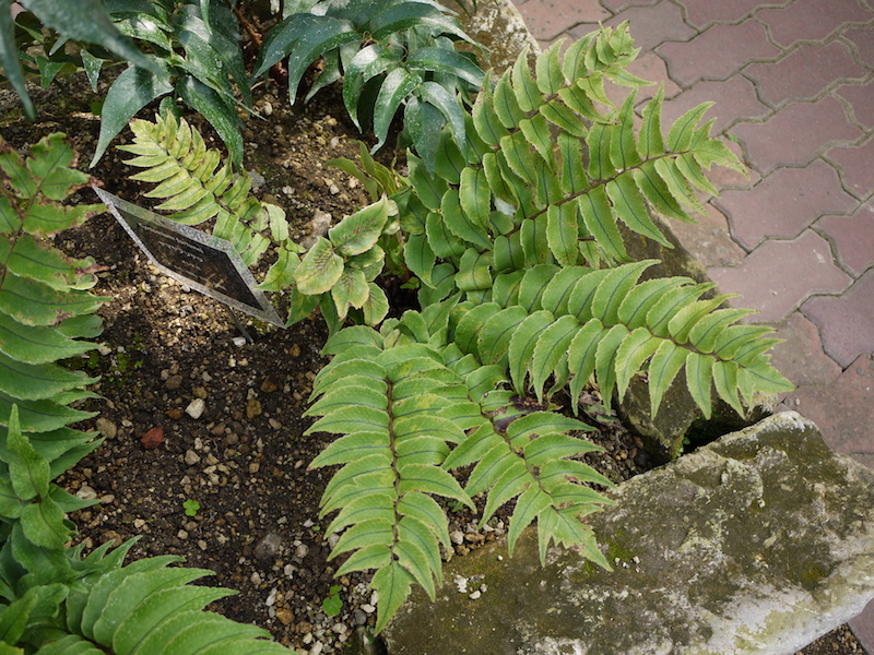 ヤマヤブソテツ(Cyrtomium fortunei)