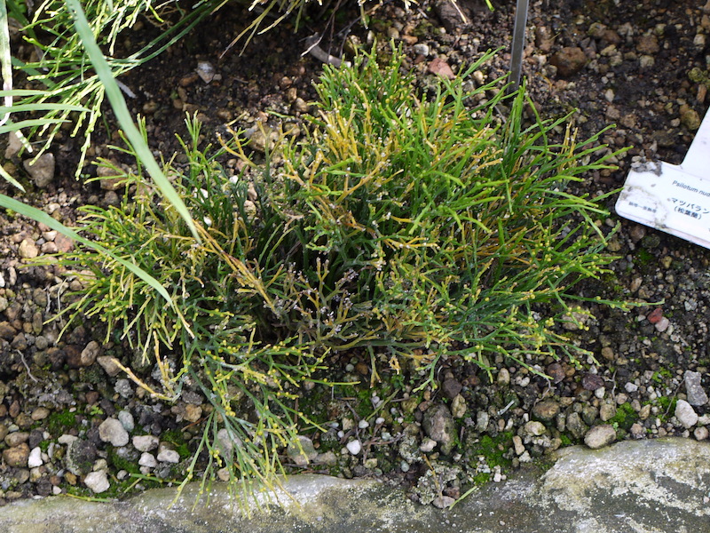 マツバラン(Psilotum nudum)