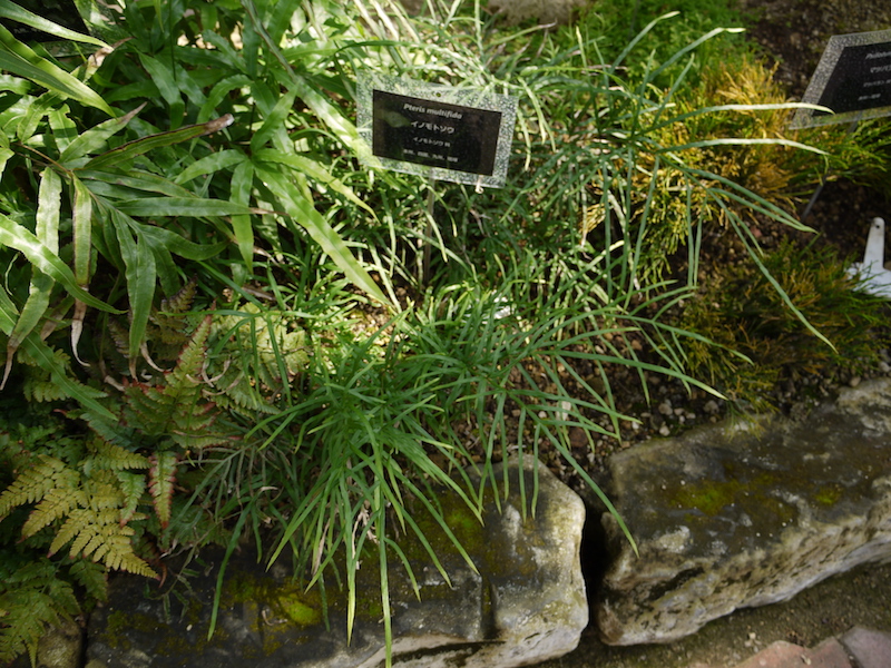 イノモトソウ(Pteris multifida)