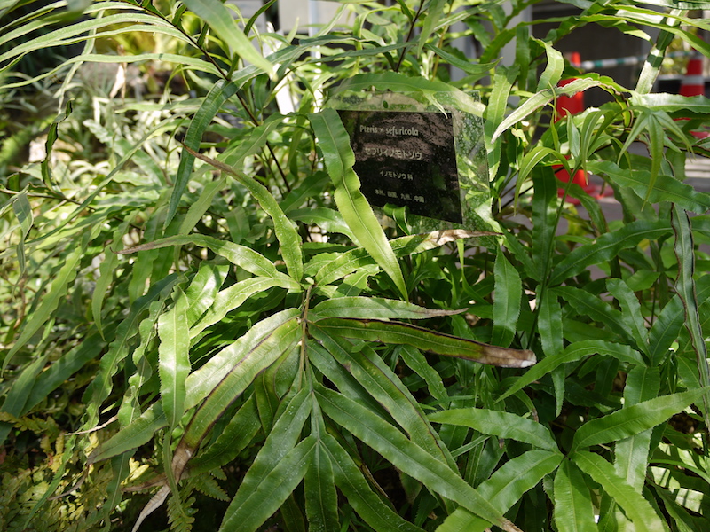 セフリイノモトソウ(Pteris ×sefuricola)