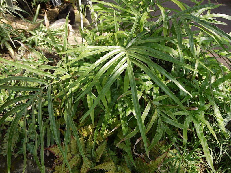 セフリイノモトソウ(Pteris ×sefuricola)