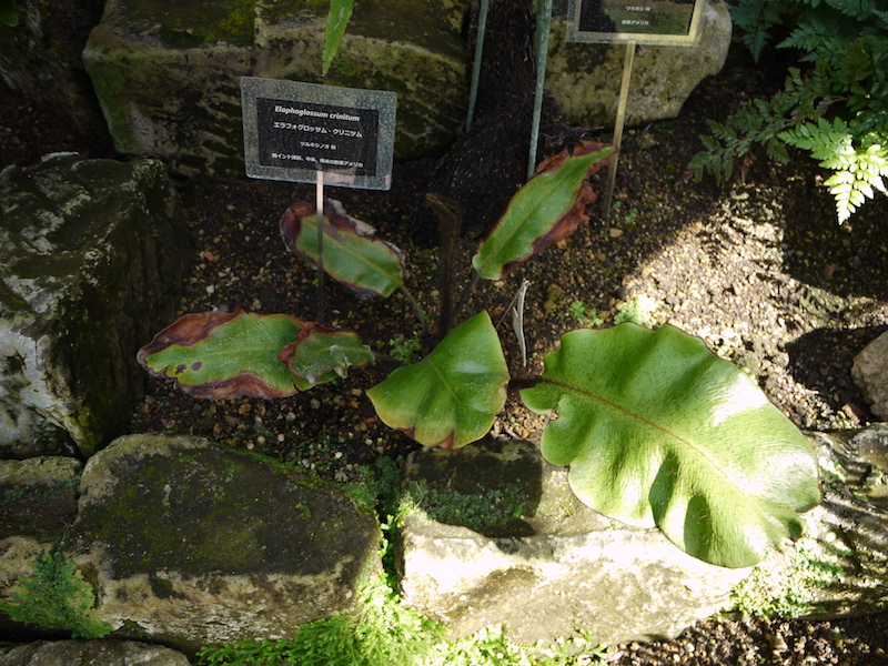 エラフォグロッサム・クリニツム(Elaphoglossum crinitum)