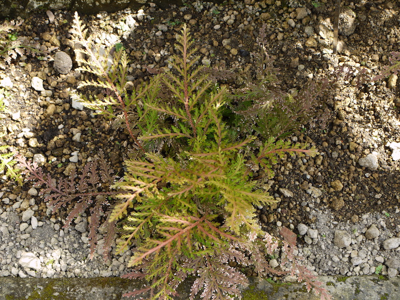 イヌカタヒバ(Selaginella moellendorffii)