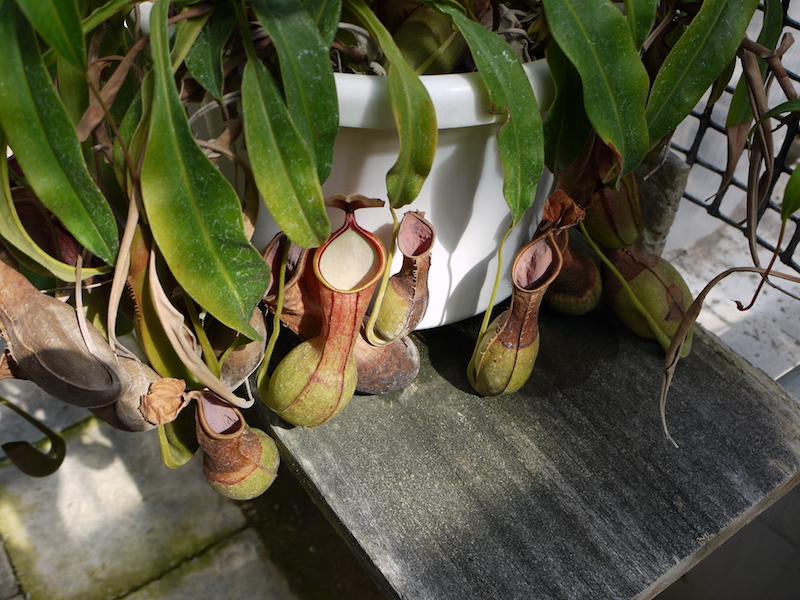 ヒョウタンウツボカズラ(Nepenthes ×hybrida)
