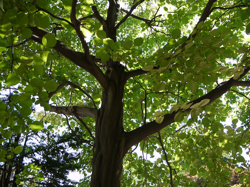 ハクウンボク(Styrax obassia)