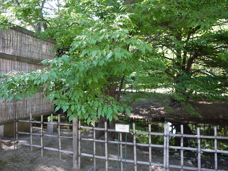 ウワミズザクラ(Prunus grayana)