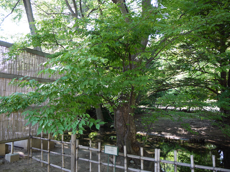 ウワミズザクラ(Prunus grayana)