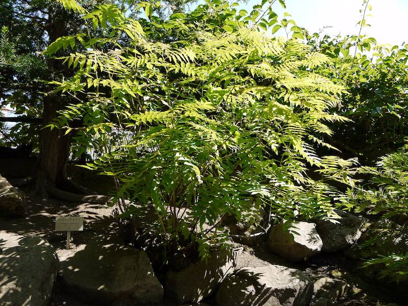 ホザキナナカマド(Sorbaria sorbifolia var. stellipila)