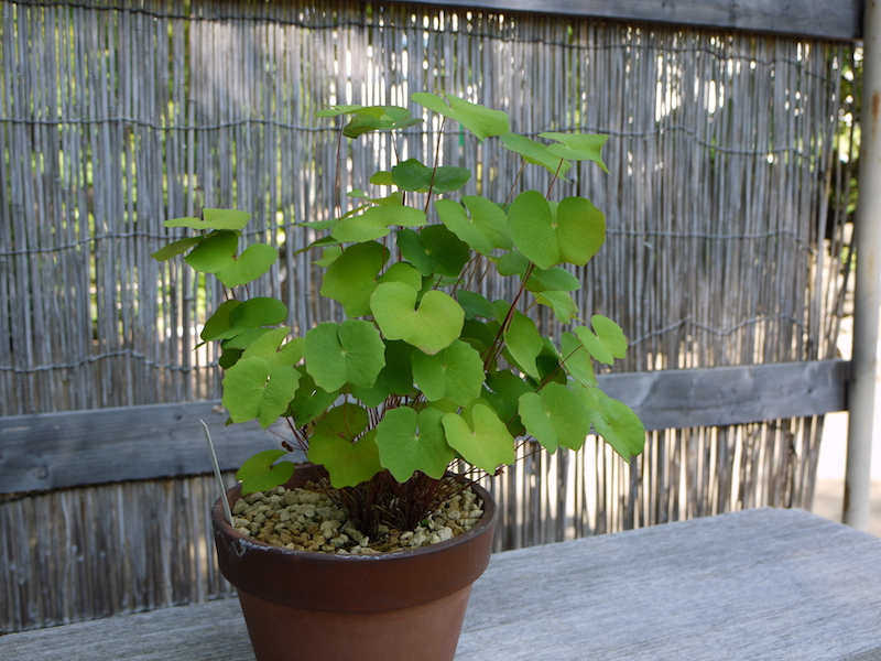 アメリカタツタソウ(Jeffersonia diphylla)