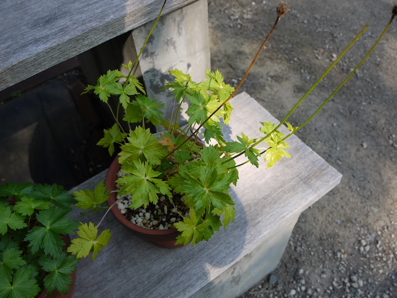 シナノキンバイ(Trollius shinanensis)