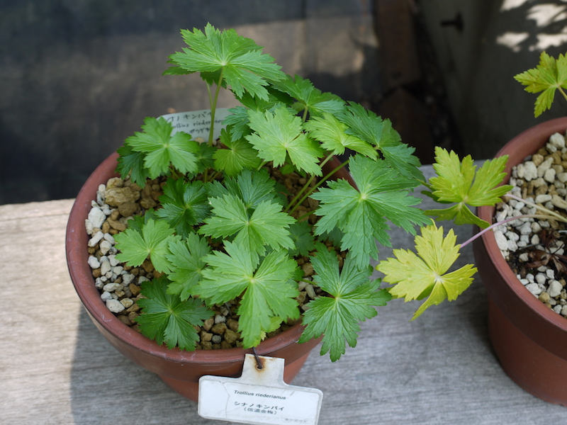 シナノキンバイ(Trollius riederianus)