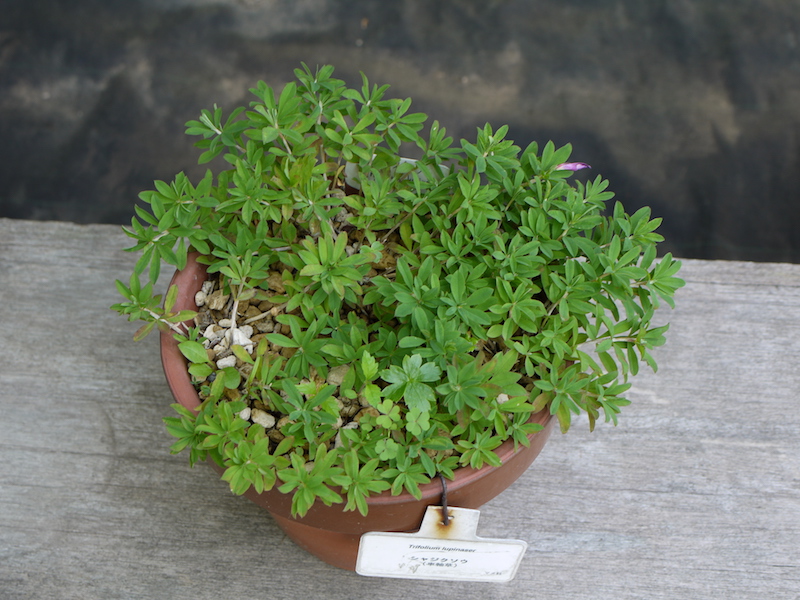 シャジクソウ(Trifolium lupinaster)
