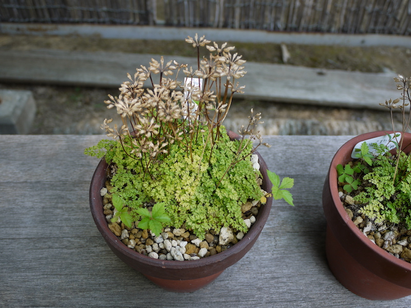 コセリバオウレン(Coptis japonica var. major)