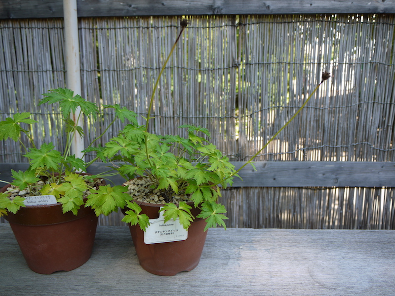 ボタンキンバイソウ(Trollius pulcher)