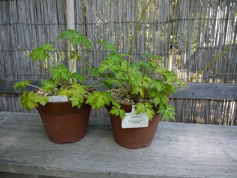 ボタンキンバイソウ(Trollius pulcher)