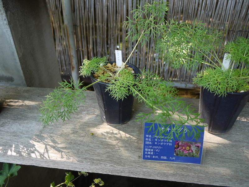 オキナグサ(Pulsatilla cernua)
