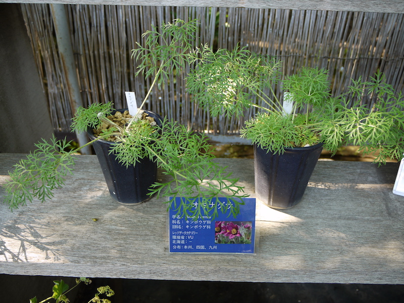 オキナグサ(Pulsatilla cernua)