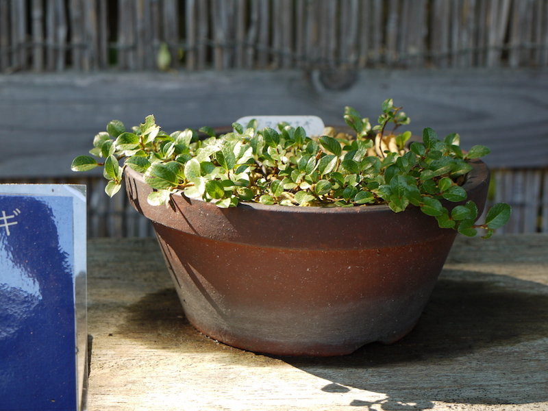 エゾマメヤナギ(Salix nummularia)