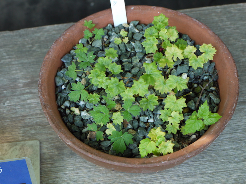 ヒダカイワザクラ(Primula hidakana)