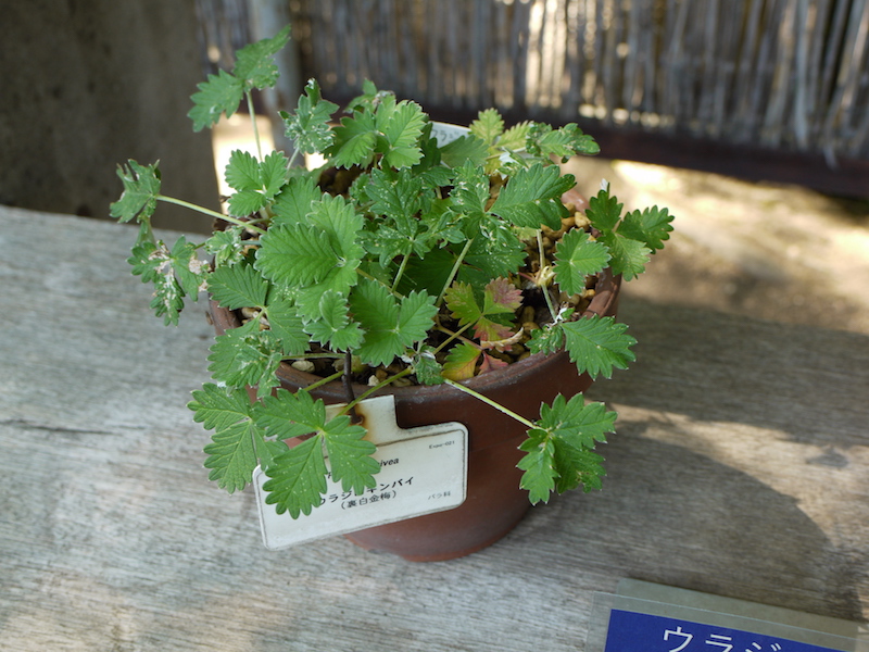 ウラジロキンバイ(Potentilla nivea var. camtschatica)