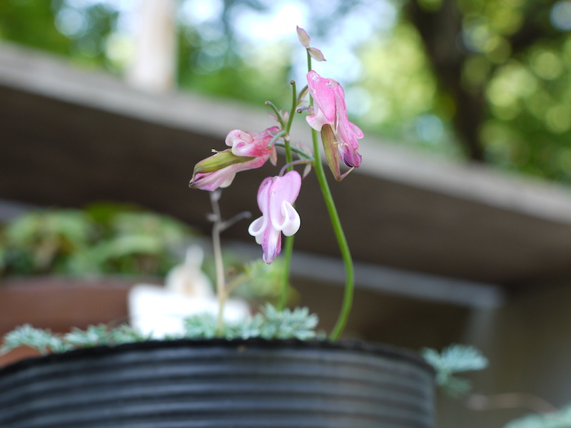 コマクサ(Dicentra peregrina)