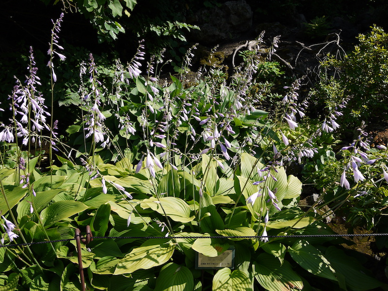 タチギボウシ(Hosta sieboldii var. rectifolia)