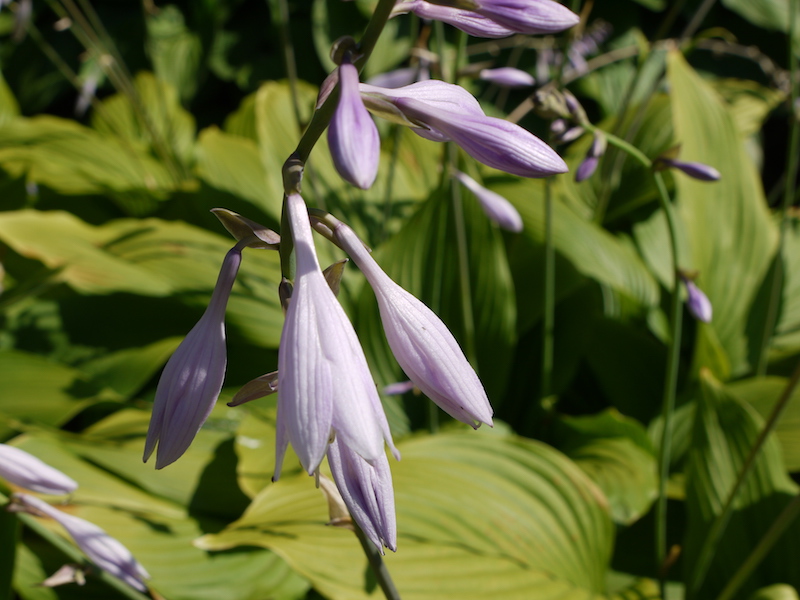 タチギボウシ(Hosta sieboldii var. rectifolia)