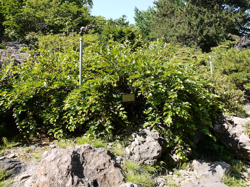 アポイカンバ(Betula apoiensis)