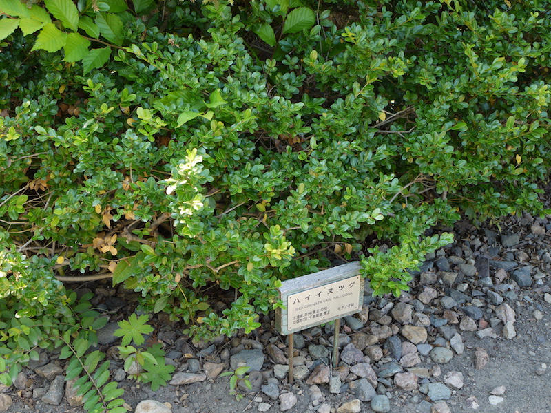 ハイイヌツゲ(Ilex crenata var. paludosa)