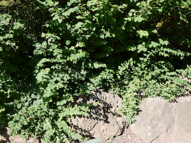 ガーデン・コモン・スノーベリー(Symphoricarpos albus var. laevigatus)