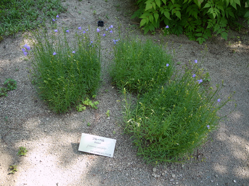 ブルーベル(Campanula rotundifolia)