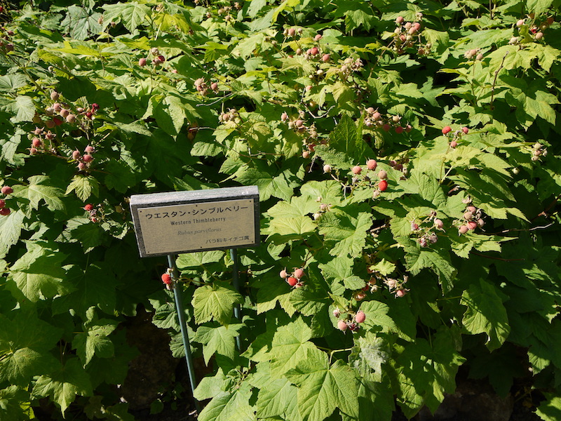 ウエスタン・シンプルベリー(Rubus parviflorus)