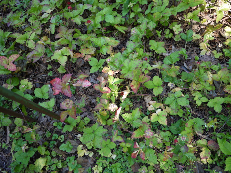 シルバーベリー(Elaeagnus commutata)