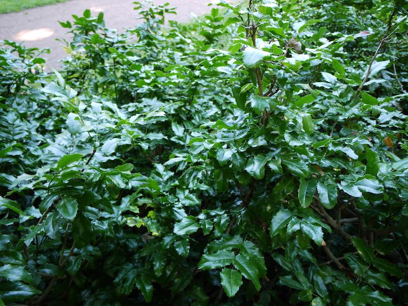 オレゴングレープ(Mahonia aquifolium)