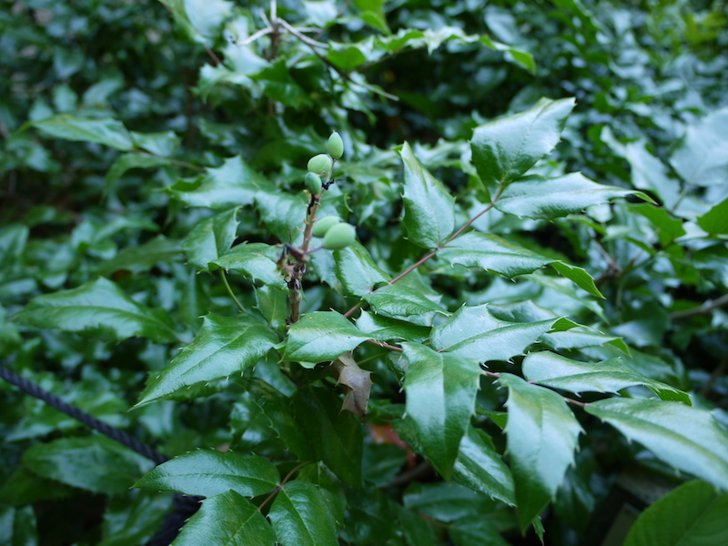 オレゴングレープ(Mahonia aquifolium)