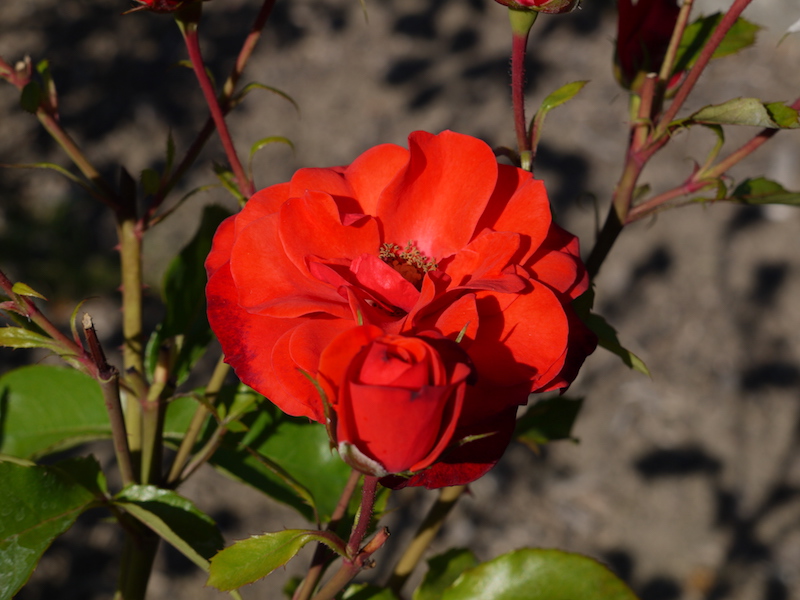 ファイアー・キング(Fire King)