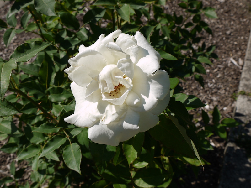 ジョン・F・ケネディ(John F. Kennedy)