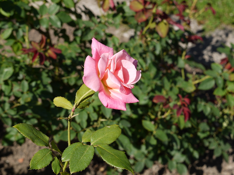 ピンクパフェ(Pink Parfait)