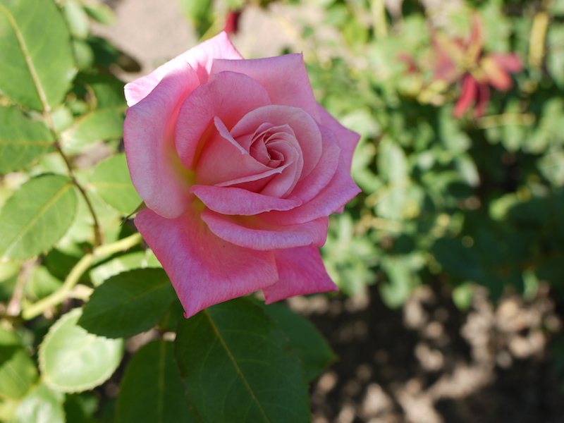 ピンクパフェ(Pink Parfait)