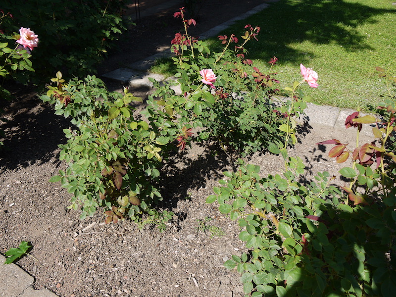 ピンクパフェ(Pink Parfait)