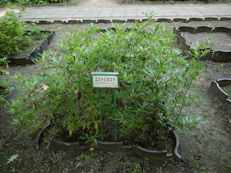 エゾトリカブト(Aconitum sachalinense subsp. yezoense)