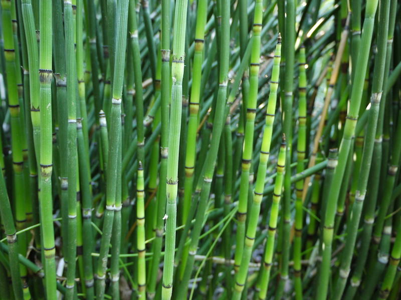 オクトリカブト(Aconitum japonicum subsp. subcuneatum)