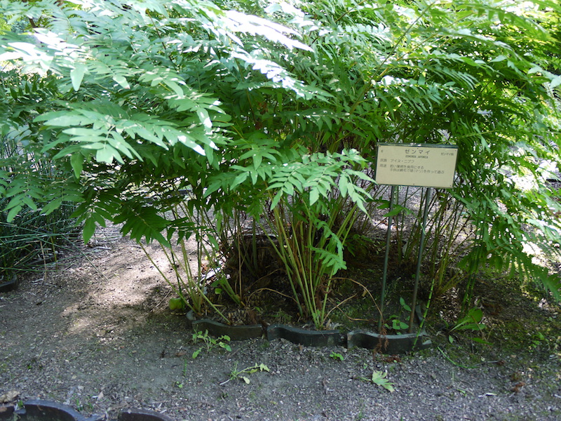 ゼンマイ(Osmunda japonica)