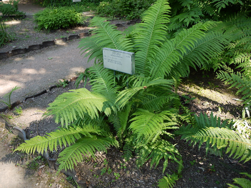 ゼンマイ(Osmunda japonica)