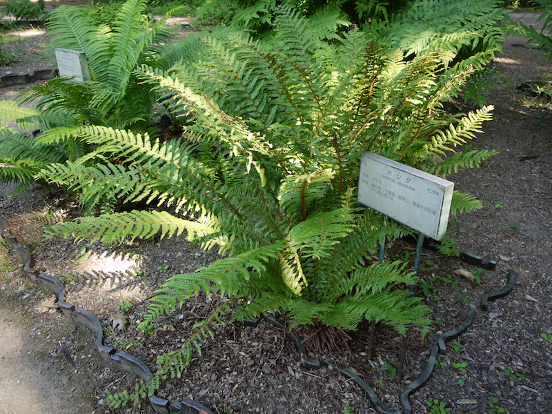 オシダ(Dryopteris crassirhizoma)