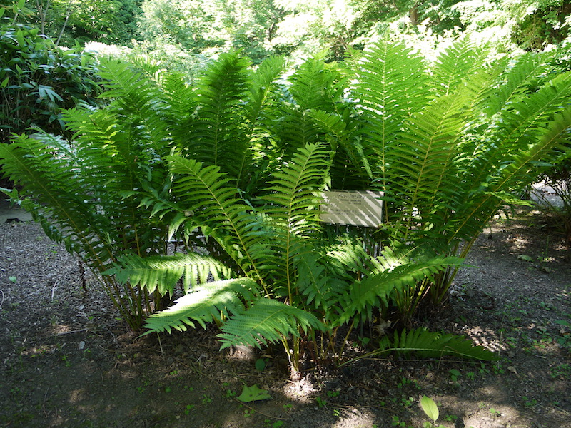 ヤマドリゼンマイ(Osmunda cinnamomea var. fokiensis)