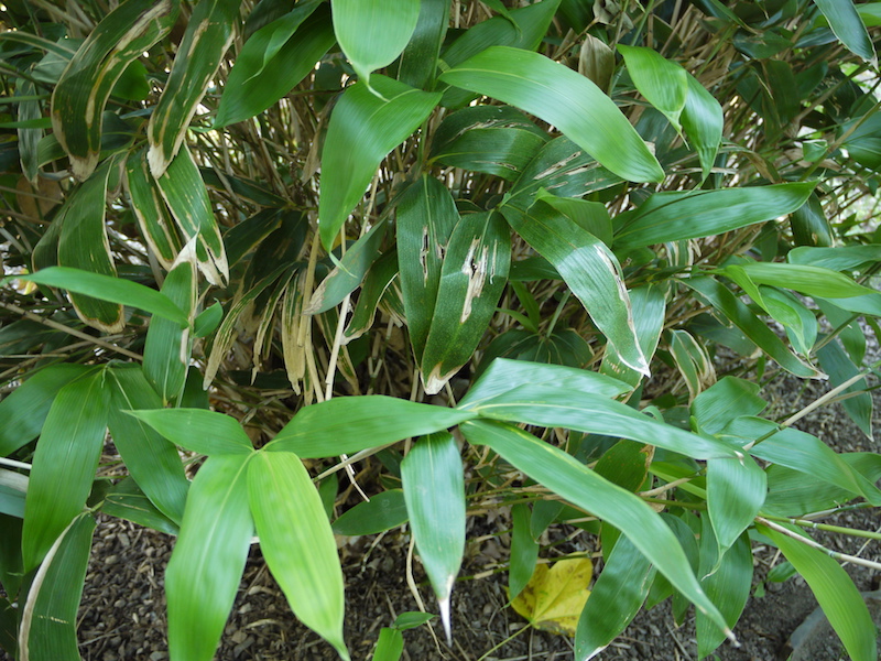 チシマザサ、ネマガリダケ(Sasa kurilensis)