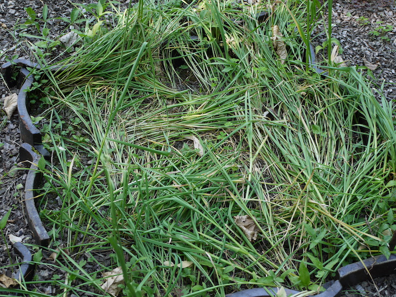 ニンニク(Allium sativum)