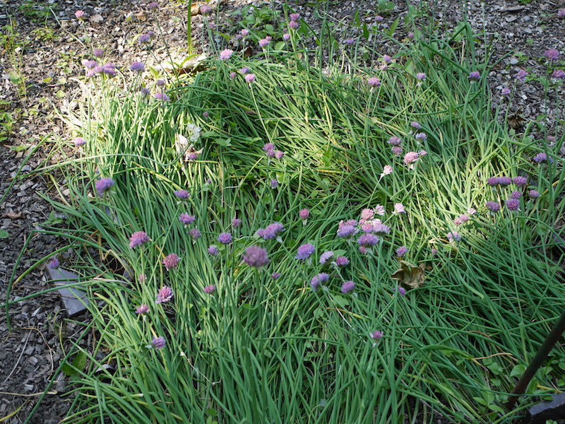 エゾネギ(Allium schoenoprasum)